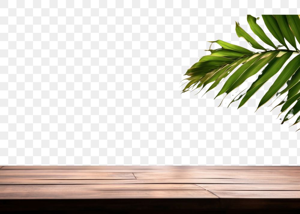 PNG Tropical leaves outdoors nature plant. AI generated Image by rawpixel.
