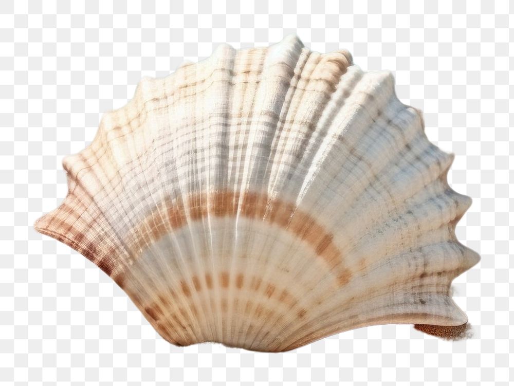 PNG Shell beach sea seashell.