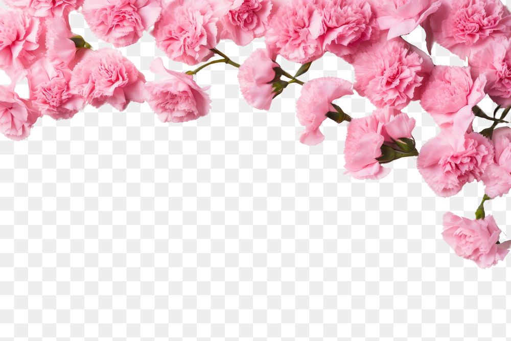 PNG Pink carnation flowers border blossom petal plant.