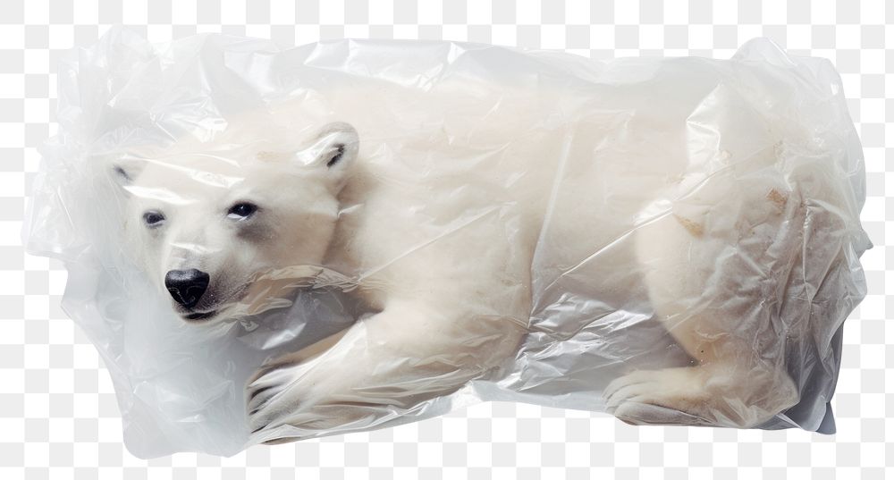 PNG  Polar bear plastic animal mammal.