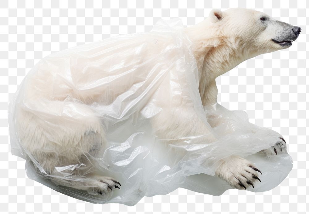 PNG  Polar bear wildlife plastic animal.