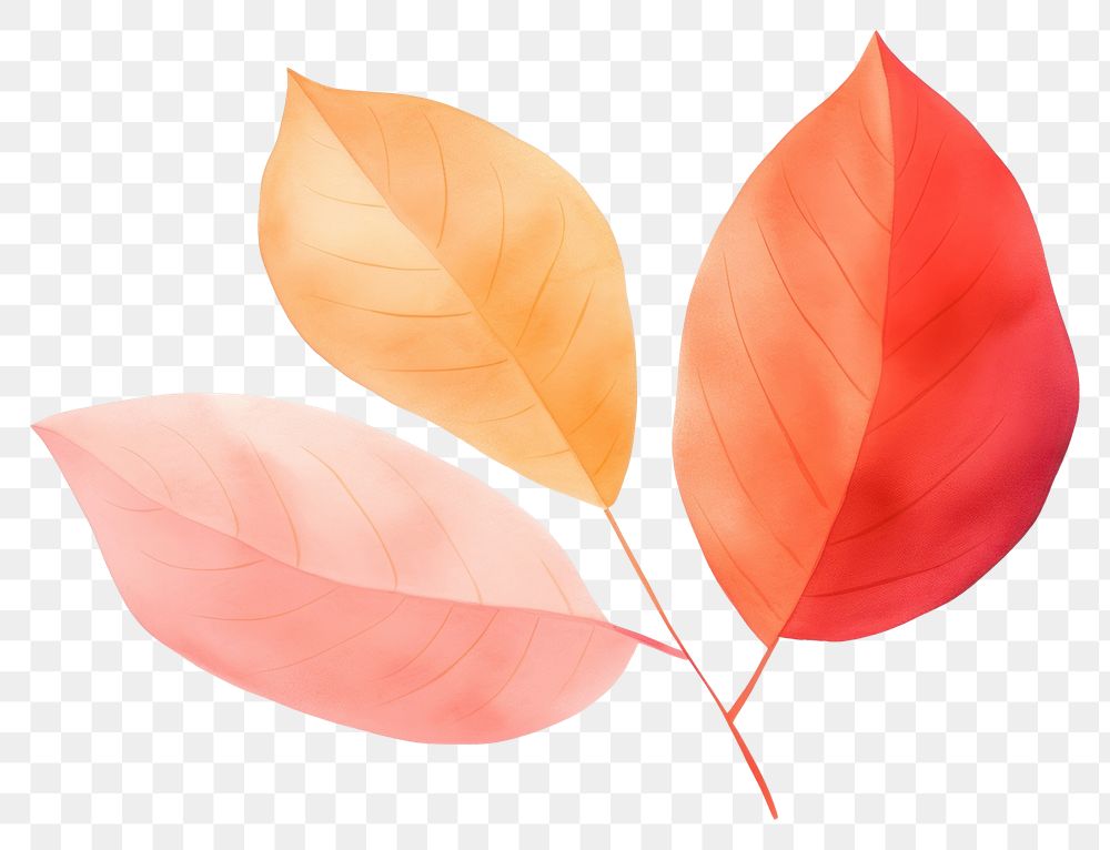 PNG Fall leaf petal plant white background.