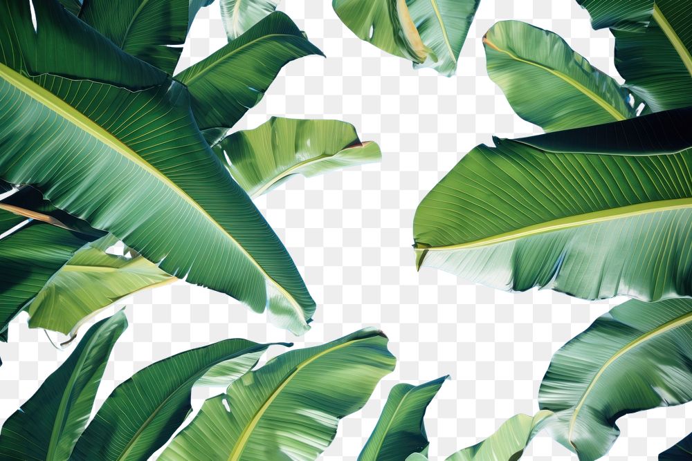 PNG  Banana leaf wallpaper tropical outdoors tropics nature. AI generated Image by rawpixel.