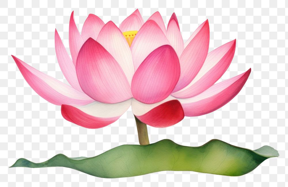 PNG Lotus flower nature petal.