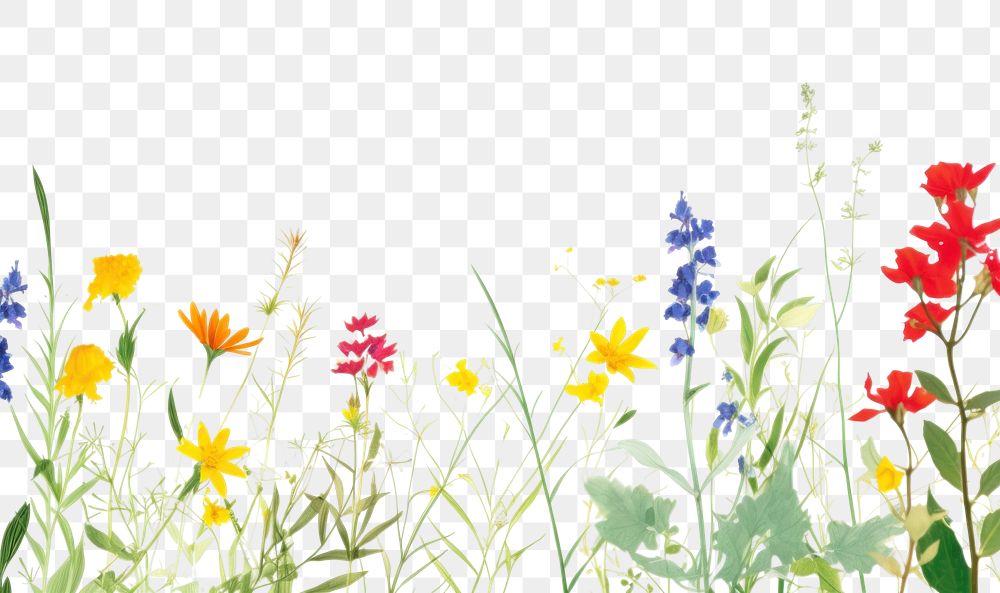 PNG Summer flower nature backgrounds outdoors.