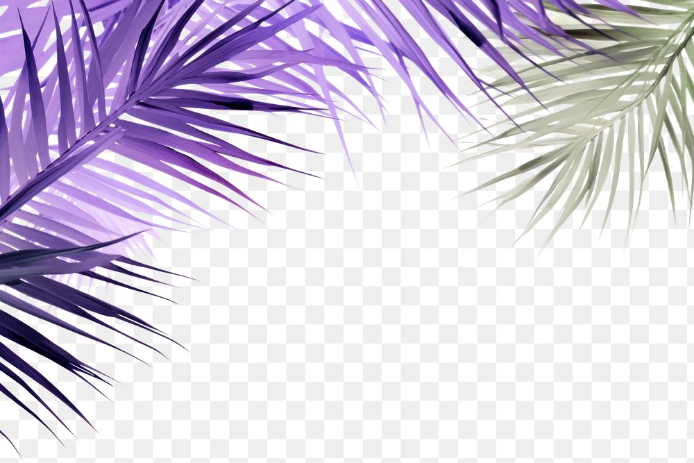 PNG Palm leaves and lavender nature backgrounds outdoors.