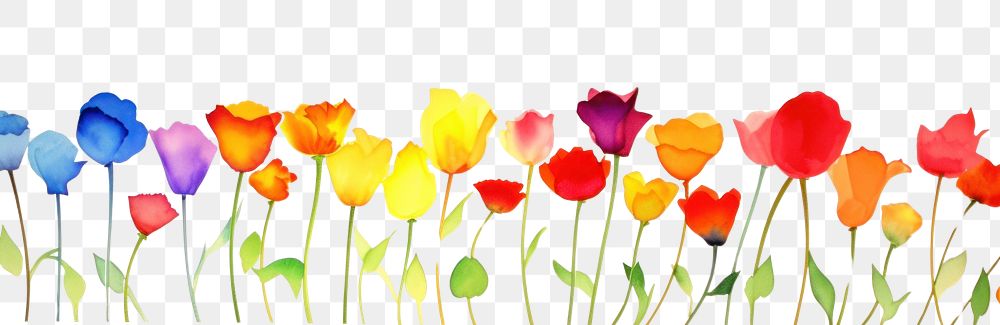 PNG Rainbow flowers nature outdoors tulip.