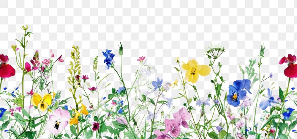 PNG Wildflowers nature backgrounds outdoors.