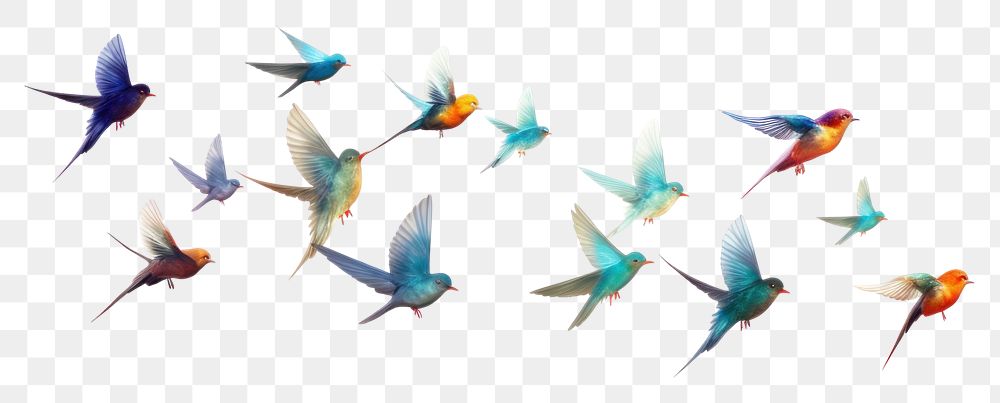 PNG Flying bird animal flock.