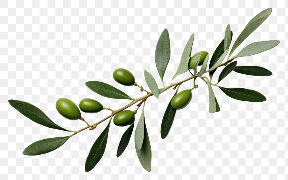 PNG Olive leaves plant green leaf.