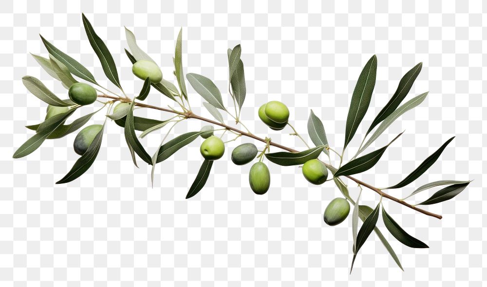 PNG Olive plant branch green leaf tree.