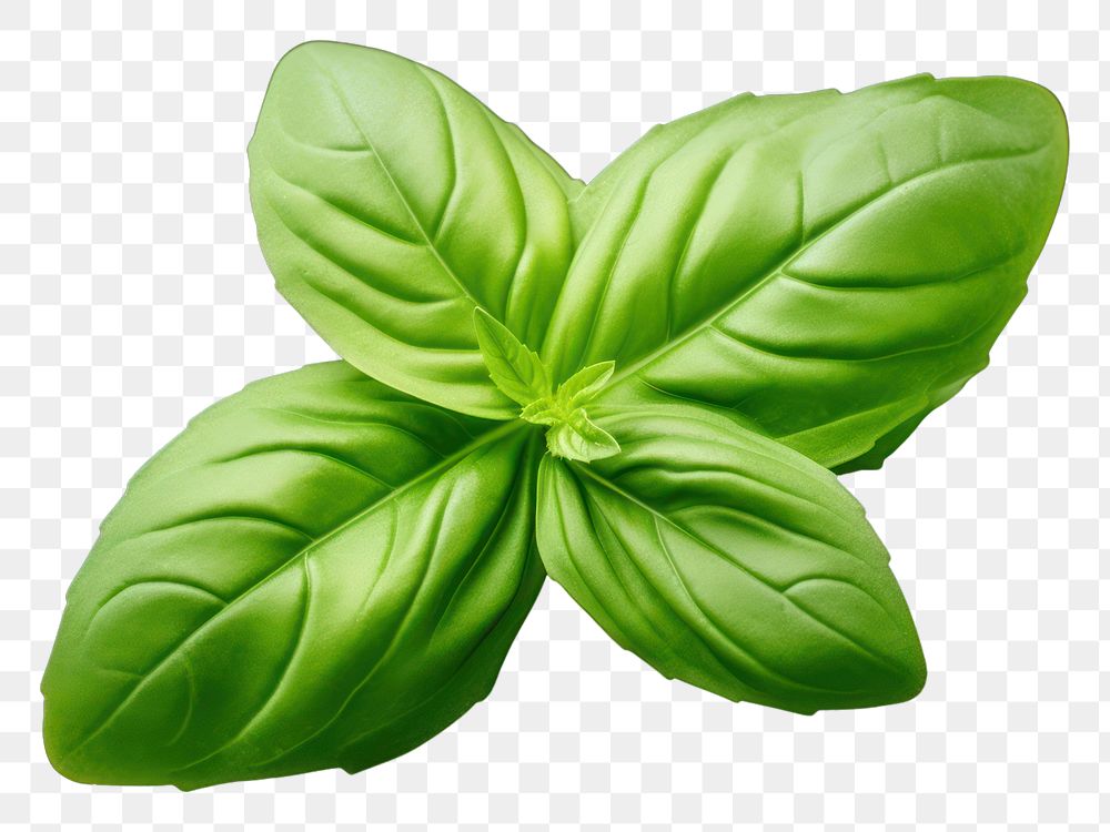 PNG  A basil leave plant herbs food.