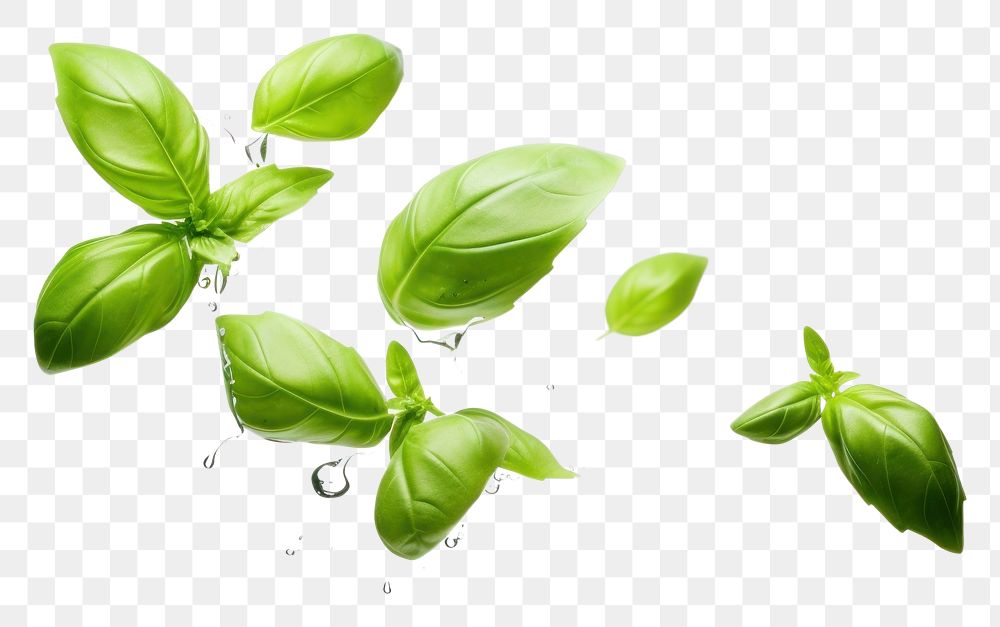 PNG  Levitating basil leaves plant green herbs.