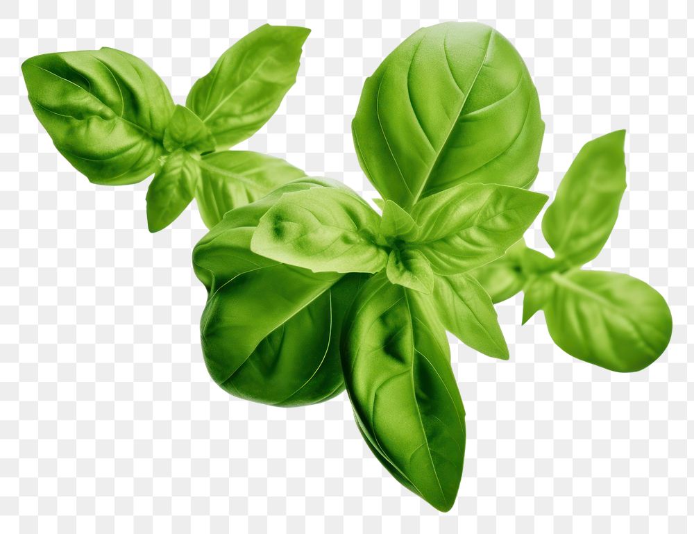 PNG  Levitating basil leaves plant herbs food.