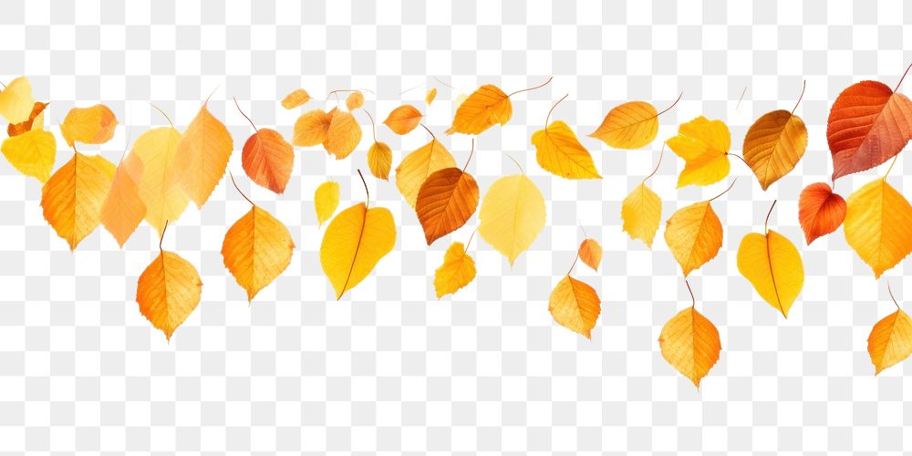 PNG Various orange and yellow fall leaves falling down backgrounds plant leaf.