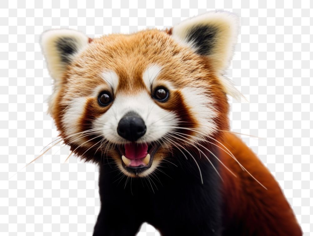 PNG  Selfie of a red panda animal wildlife mammal.