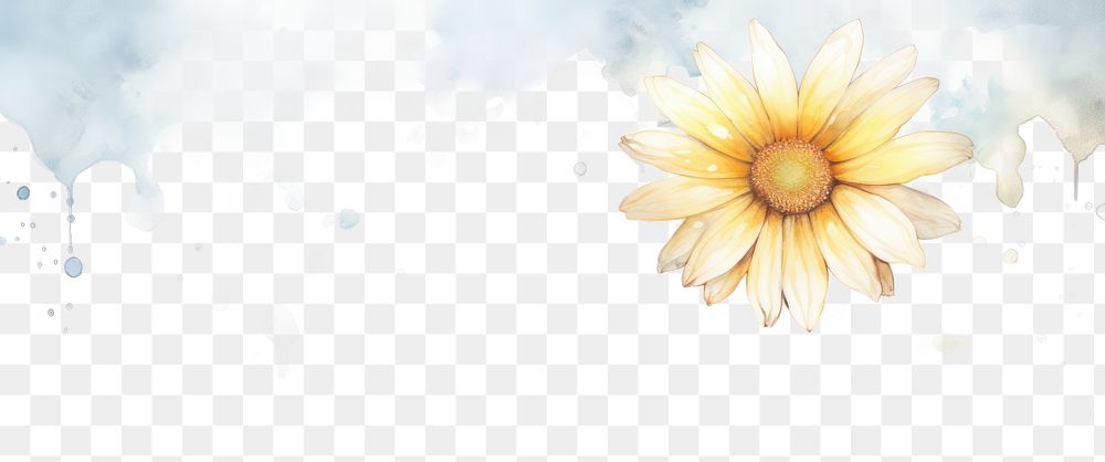 PNG Daisy sunflower outdoors pattern.