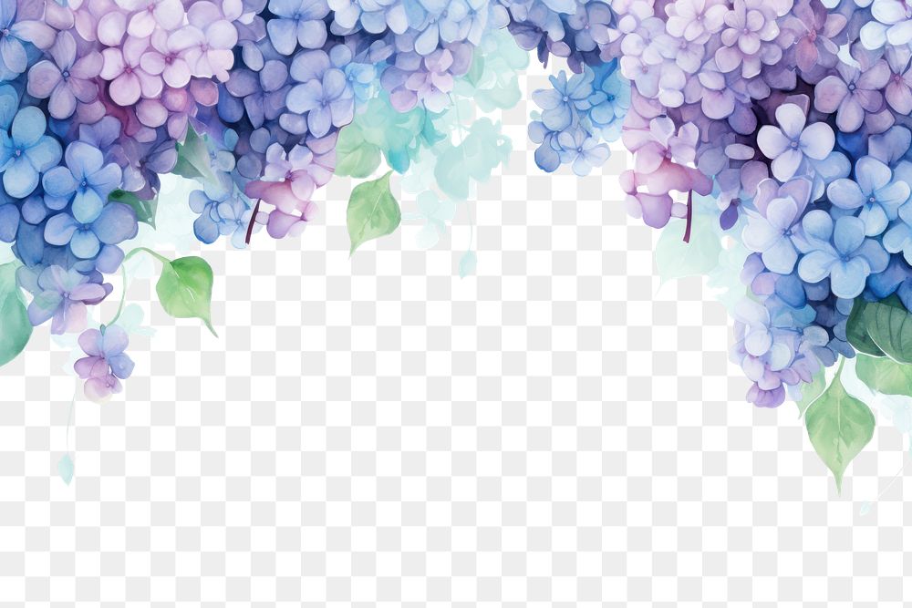 PNG Hydrangea border painting flower nature
