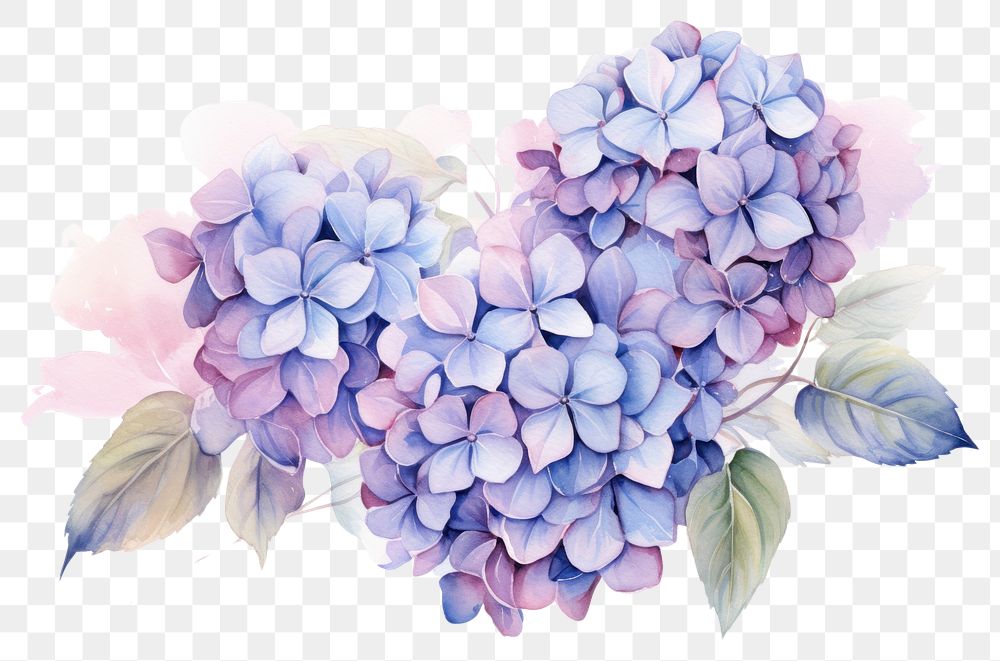 PNG Hydrangea flowers lilac plant inflorescence.