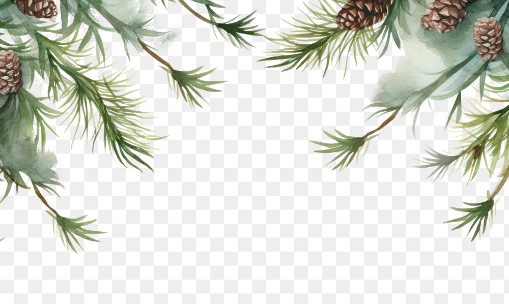 PNG Pines border plant tree backgrounds.