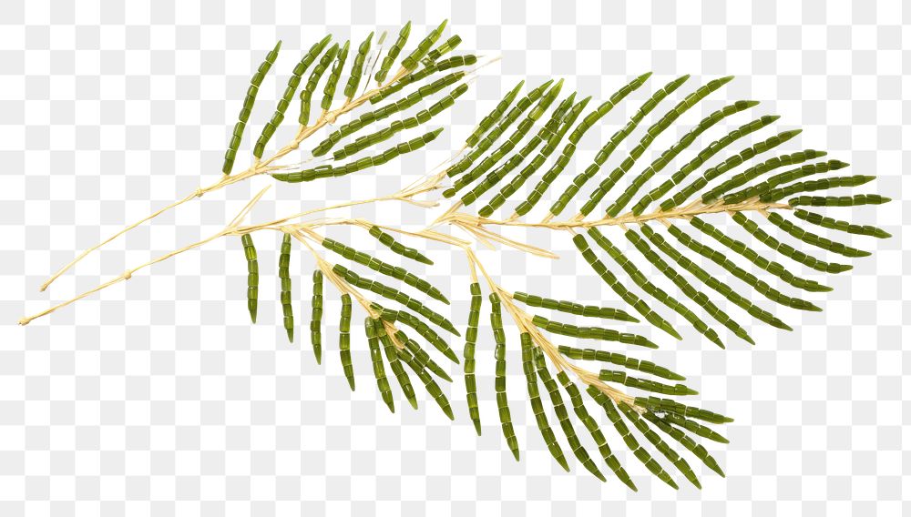 PNG Palm leaves plant leaf tree. AI generated Image by rawpixel.