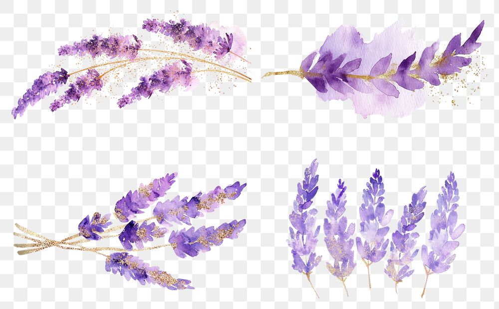 PNG Golden glitter outline stroke with purple watercolor lavender flower plant inflorescence.
