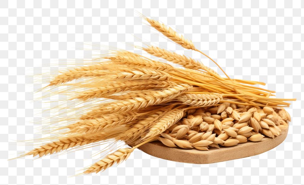PNG  Sheaf of Wheat ears wheat food white background