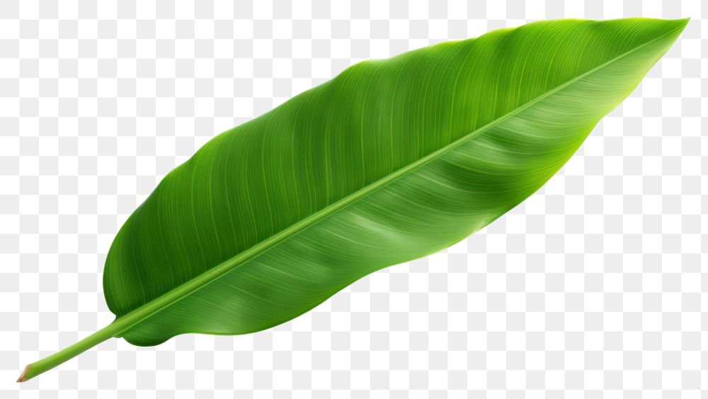 PNG Banana leaf plant white background freshness. AI generated Image by rawpixel.