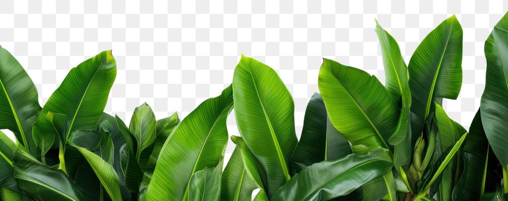 PNG Bananas leaves border backgrounds plant green. AI generated Image by rawpixel.