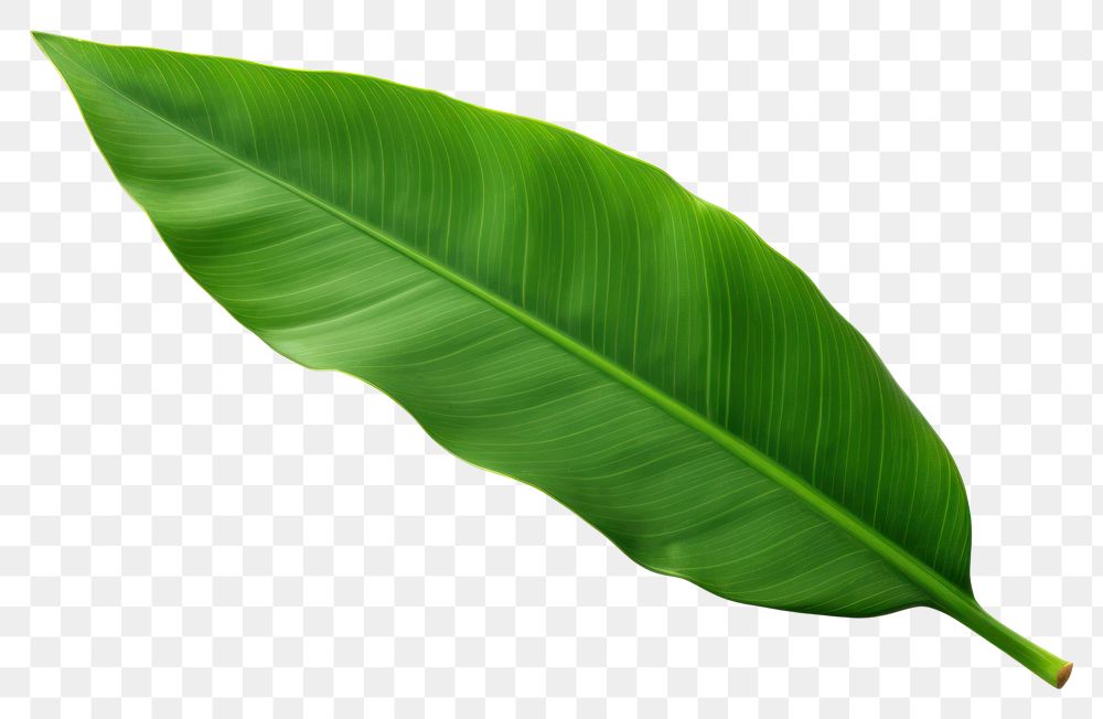 PNG Bananas leaf plant white background freshness. AI generated Image by rawpixel.