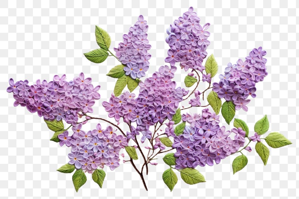 PNG Lilac in embroidery style blossom flower plant.