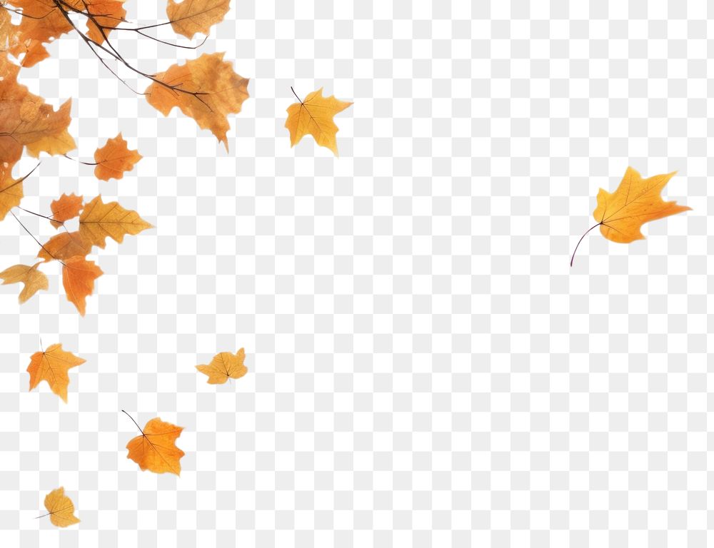 PNG  Autumn leaves backgrounds plant maple. AI generated Image by rawpixel.