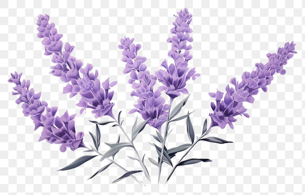 PNG Silkscreening lavender blossom flower purple.