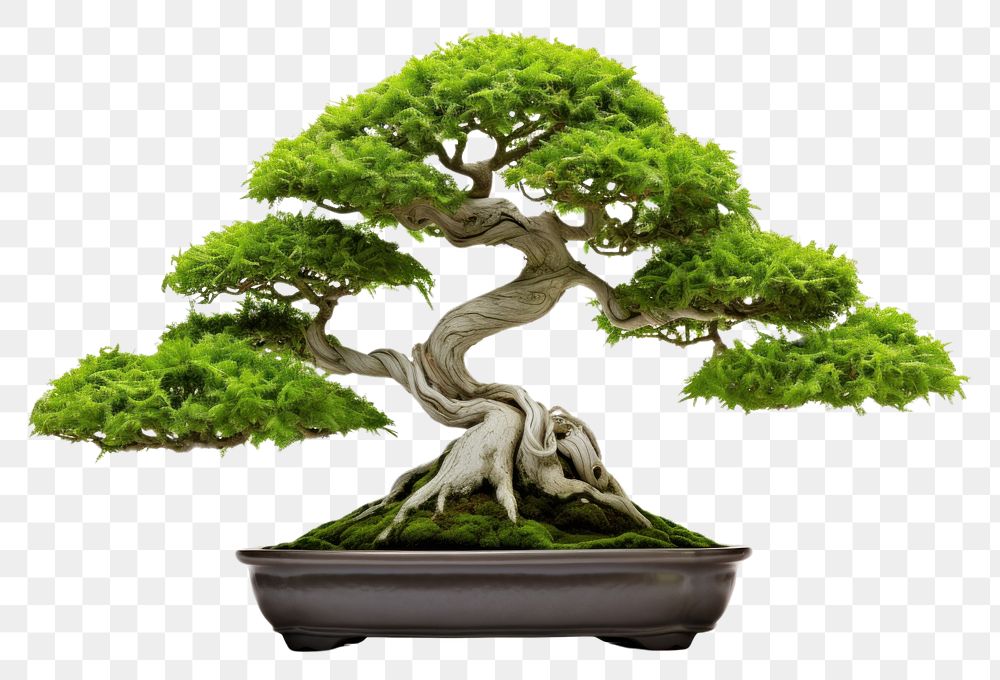 PNG Beautiful bonsai tree plant white background houseplant.