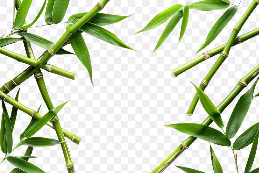 PNG Bamboo border plant backgrounds nature.