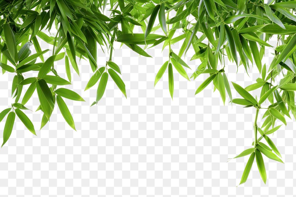 PNG Bamboo border plant tree backgrounds.