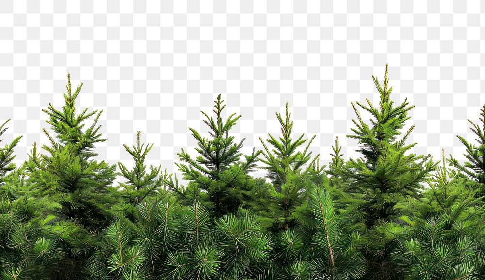 PNG Pine tree border nature plant backgrounds.