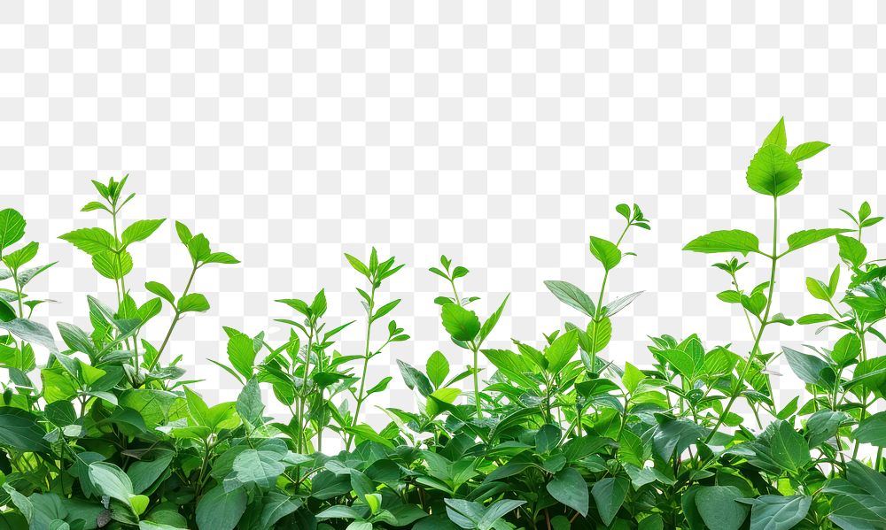 PNG Plant border green backgrounds nature.