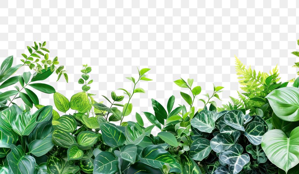PNG Plant border nature green backgrounds.