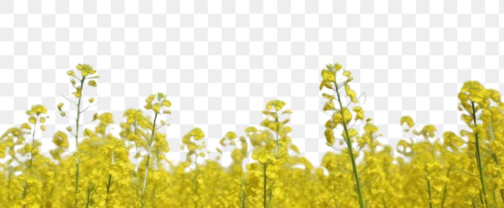 PNG Rapeseed field sky landscape grassland. AI generated Image by rawpixel.
