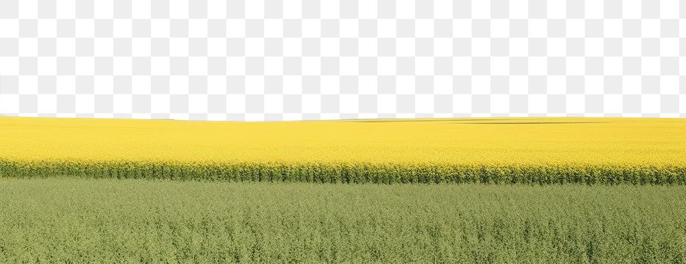 PNG Rapeseed field sky outdoors horizon. AI generated Image by rawpixel.