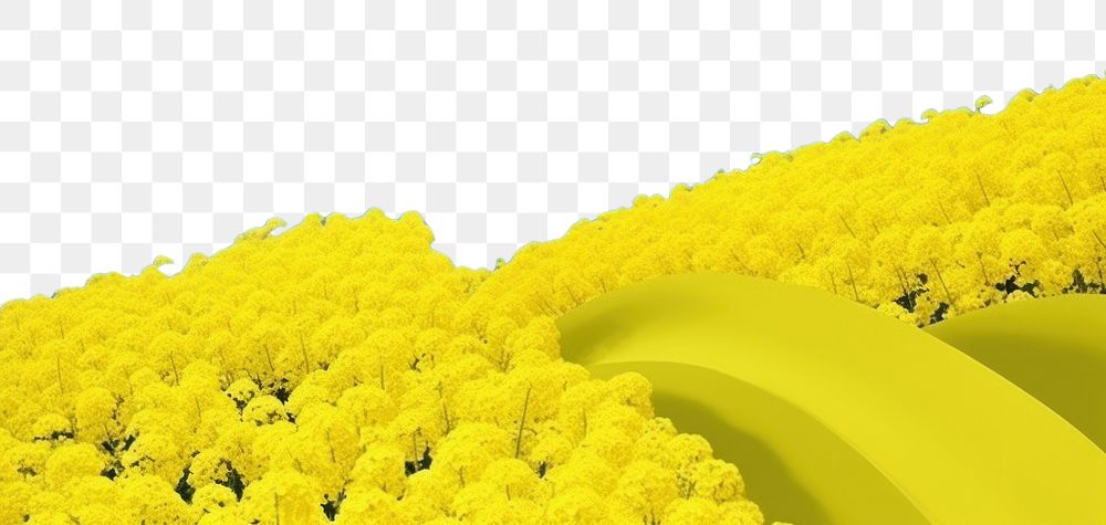 PNG Rapeseed field sky outdoors flower. AI generated Image by rawpixel.