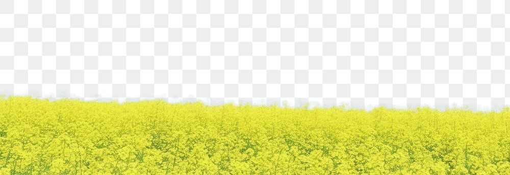 PNG Rapeseed field sky outdoors horizon. AI generated Image by rawpixel.
