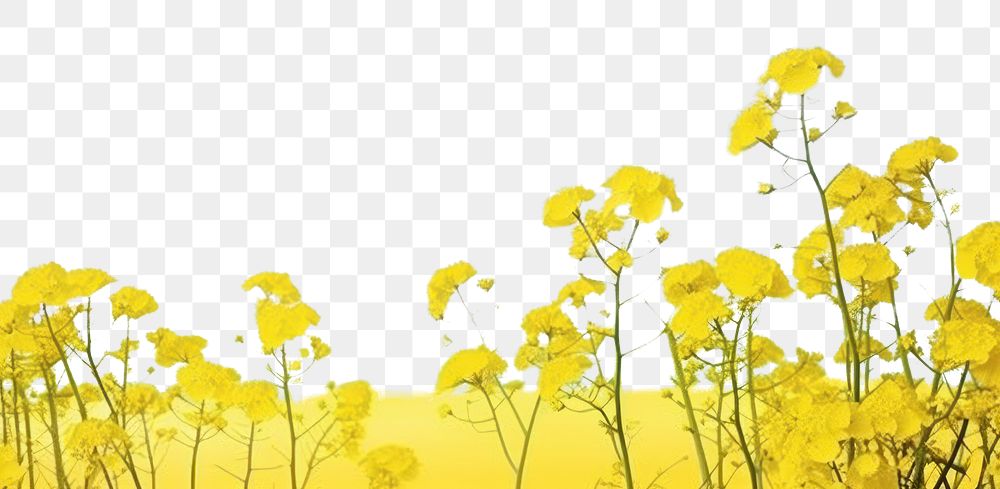 PNG Rapeseed field sky outdoors nature. AI generated Image by rawpixel.