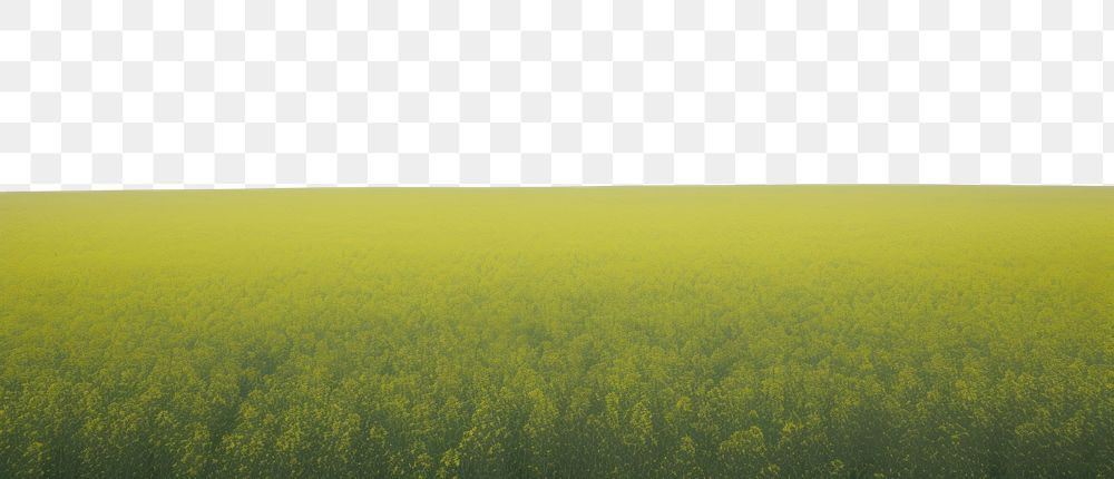 PNG Rapeseed field sky agriculture landscape. AI generated Image by rawpixel.