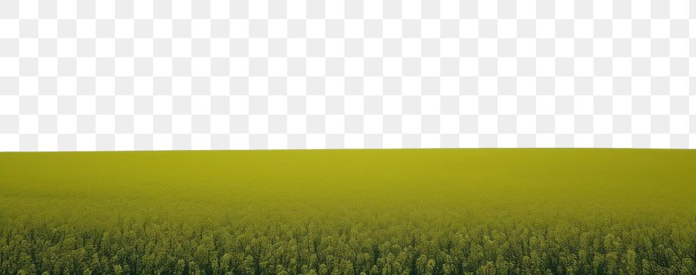 PNG Rapeseed field sky landscape outdoors. AI generated Image by rawpixel.