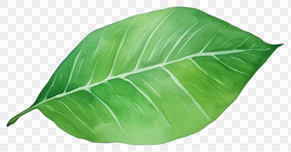 PNG A green tree leaf plant white background xanthosoma.