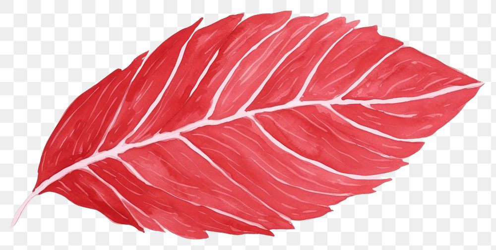 PNG A red tree leaf petal plant white background.