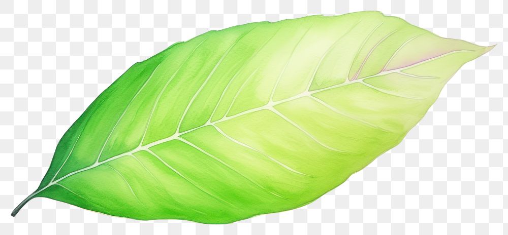 PNG A tree leaf plant white background freshness.