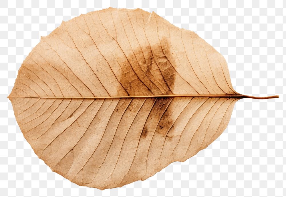 PNG Brown dried tree leaf textured plant fragility.